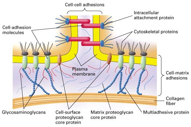 Native ECM Functions Scaffold to support and organize cells Regulate cell function Provide mechanical support to