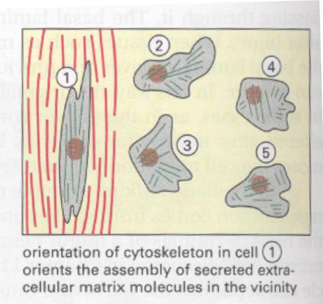 Extracellular Matrix ECM can