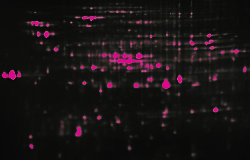size: 24 x 20 cm, ph 3-10 Sample: 50 µg  coli Fluorescent label: G-Dye300 Fluorescent