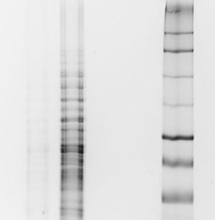 coli total protein was pre-labeled with G-Dye100, G-Dye200, G-Dye300 and G-Dye400