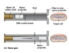 9 Artificial methods of inserting DNA into cells.