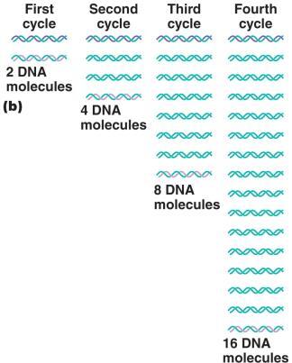 Figure 8.5a The use of the polymerase chain reaction (PCR) to replicate DNA.