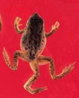 DID YOU HELP CREATE THIS FIVE-LEGGED FROG?