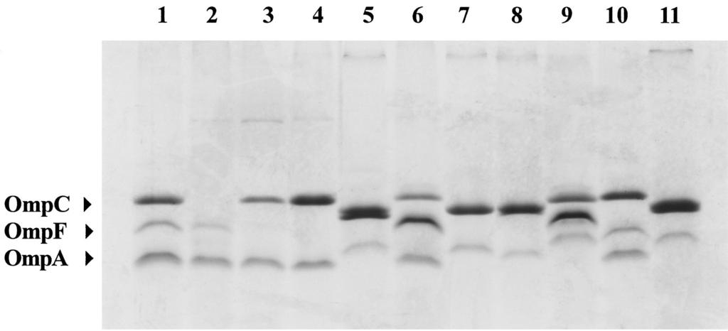 VOL. 41, 2003 -LACTAMASES IN E. COLI 3145 FIG. 1. Polyacrylamide gel showing OMP preparations of three E. coli control strains (lanes 1 to 3) and eight E.