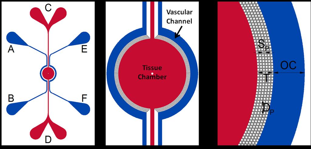 Vascular channels are for culture of endothelial cells) while the central chamber is for culture of tissue cells