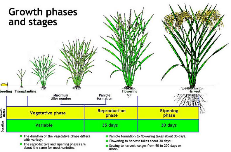 Can we provide rice phenology for field management and production models?