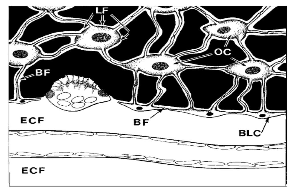 Bone lining cells When OBs are not active, they are flattened, elongated cells covering quiescent surfaces of bone Surface density of BLCs: 19 cells/mm bone surface perimeter, decreases with age 3D