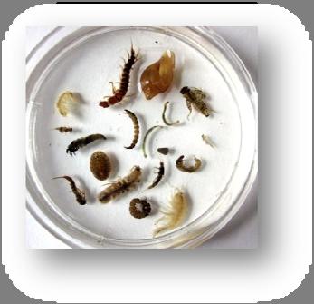 Museum Worked with 294 Minnesota lakes for veliger testing in 2015 Biological Monitoring for Macroinvertebrates Field Services Identification Services Index of Biological Integrity Calculation 10%