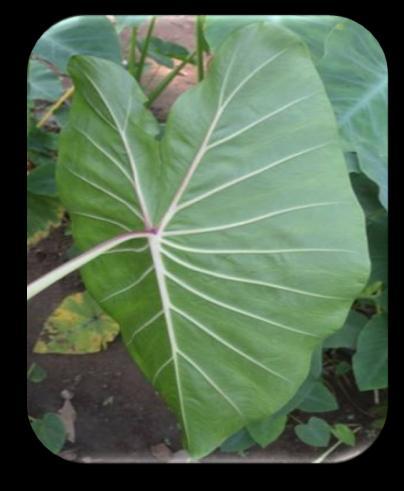 leafy