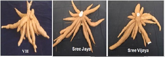 Improved cassava Sree Jaya, Sree Vijaya Early maturing varieties (6-7 months) A rotation crop in low land, Excellent cooking quality, Yield 25-28 t ha -1 Cassava tubers are rich