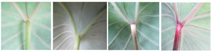 feasibility Taro Position of leaf Petiole