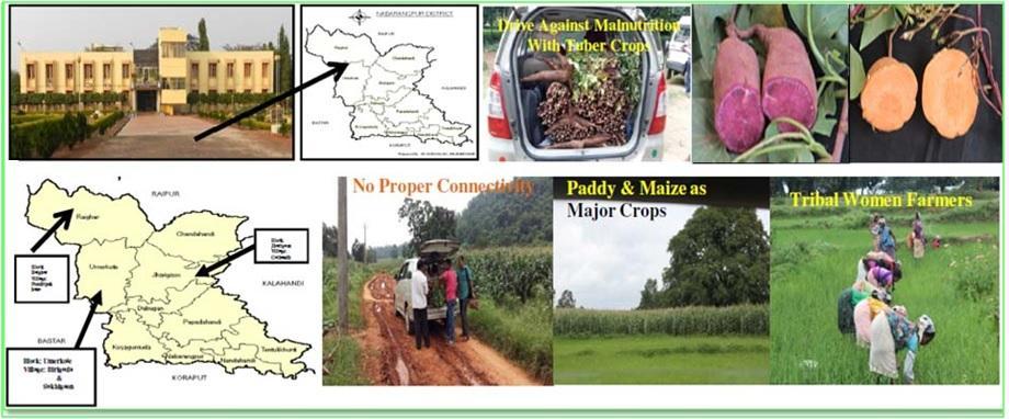 Tuber crops for combating malnutrition and ensuring food availability in the Zero district Nabarangpur, Odisha
