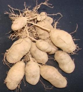 tuber crops is most important in the context of food