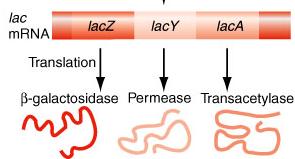 Identification of lactose-utilization genes Jacques Monod and his collaborators isolated many Lac mutants unable