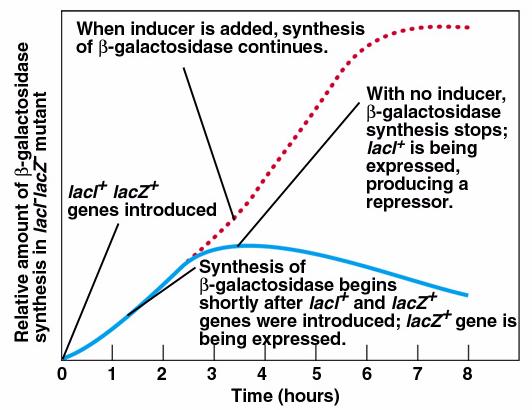 Explanation of experimental results: Initial lack of repressor allowed synthesis of LacZ enzyme.