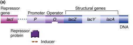 The lac operon The players lacz, lacy, laca genes that split lactose into glucose and galactose Promoter ( 启动子 ) to which RNA polymerase binds cis-acting