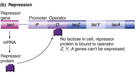 Repression In absence of lactose, repressor binds to operator which