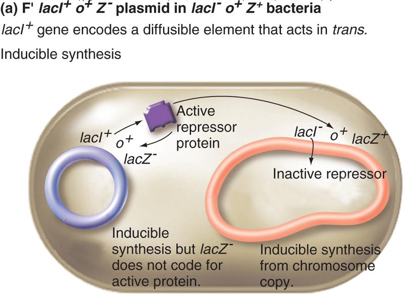 Three experiments elucidate cis- and trans-acting acting elements using F F plasmid laci + gene encodes a diffusible