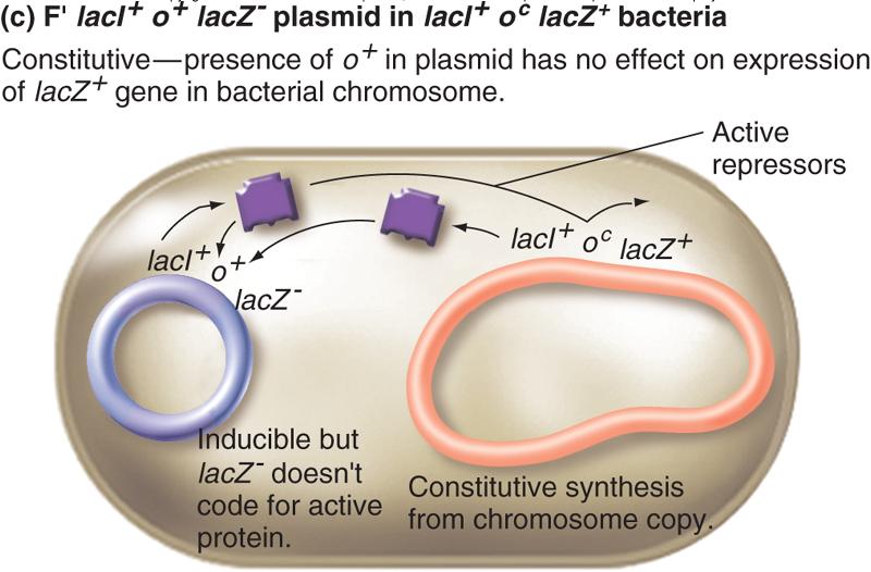 Presence of laco + plasmid does not compensate for laco c mutation on