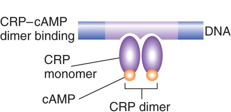 Most regulatory proteins in transcription