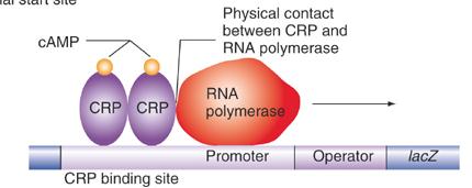 Positive regulators establish physical contact with RNA polymerase