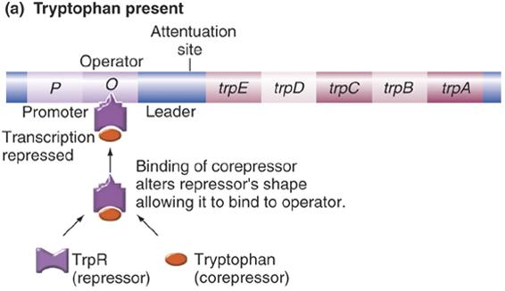 1. Diverse RNA leader devices act in cis to regulate gene expression (1) Attenuation in the trp operon of E. coli: trpr gene encodes repressor.