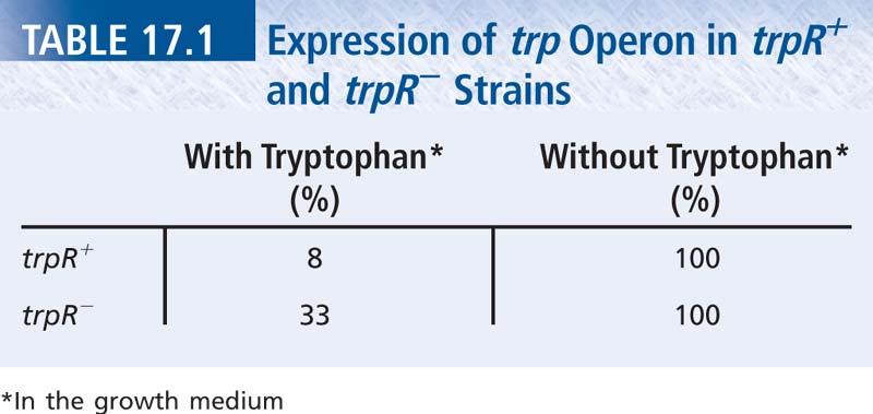 Repressor-independent regulation of the trp operon When tryptophan is present, trpr mutants are not completely de-repressed