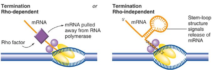 Termination Rho-dependent termination Rho factor recognizes sequence in mrna, binds to it, and pulls it away from RNA polymerase.