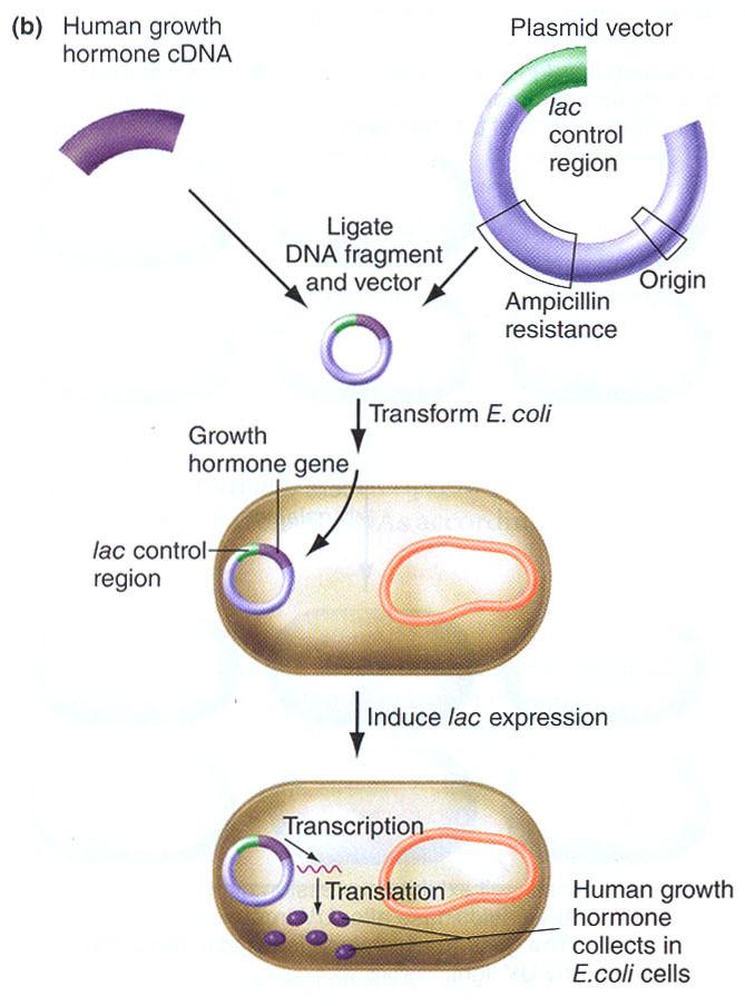 lac operon regulatory
