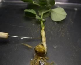 Endo-parasites enter the roots and disrupt plant