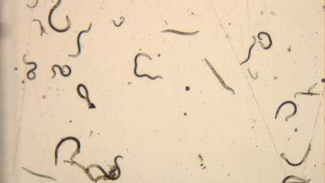 How are nematodes