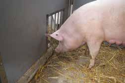 Attached to this piglet nest provides with 1,1 m² place for all piglets during the 6-week
