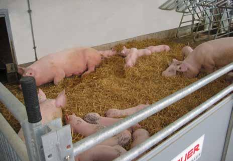 Group suckling system For organic production R - G Group-housing of the lactating sows The group-housing of the lactating sows, also called group suckling, is based on the natural behaviour of the