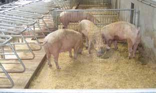 2 zones pen / free access stalls The sows eat and lie in the min.