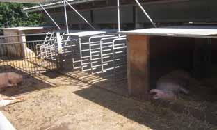 If they are equipped with a rocker attachment for allow individual sow treatment, they can be