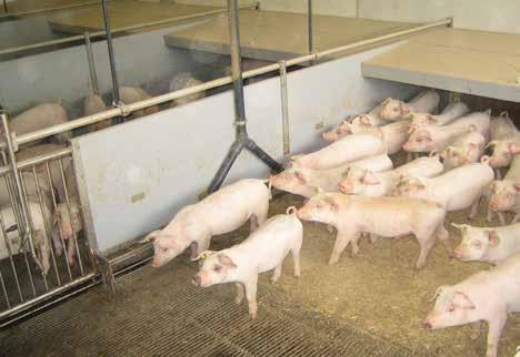 Breeding barns for piglets Manure placing Warm housing Eating Lying The classic, very functional version of the piglet breeding barn is the one with division into 3