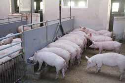 It starts with the animal-feeding place ratio of 1:1 in the feeding zone. This results in the finishing period the ratio of 1:2 if the long troughs are provided for.