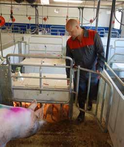 period for every farm. More space available for sows & piglets and the operator accessibility and safety take centre stage in the NatureLine farrowing pens.