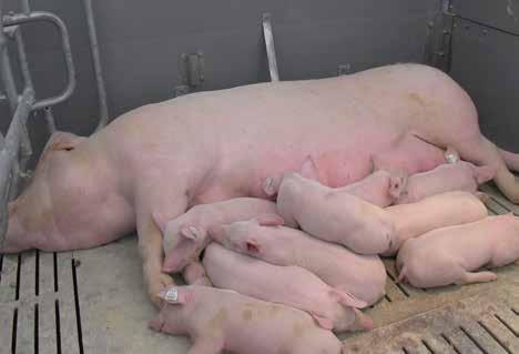 and new farrowing system Vital and healthy sows and piglets The Austrian Ministry of Agriculture and the Ministry of Health have commissioned the project "Pro-SAU" in the autumn of 2013.