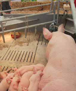 human and newborn piglets safety in your usual operation mode.