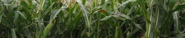 - Maize straw (fresh and