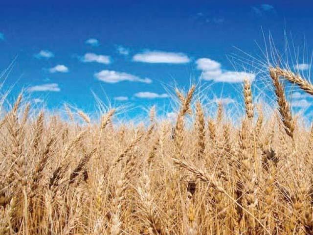 Weather based crop insurance in India: Reaching the