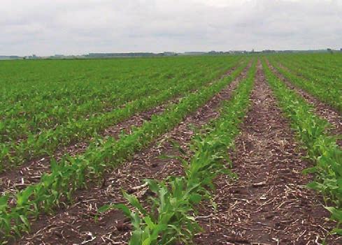 Quilt Xcel Protects and Strengthens Corn With early (V4-V8) applications of Quilt Xcel, corn growers can worry less about the more stressful growing environment and heavier disease pressure that may