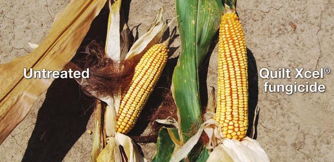 Yield Benefits from Quilt Xcel on Corn Benefits of Quilt Xcel Enhanced water use efficiency enables plants to better tolerate periods of too much or too little water Larger ears with more kernels