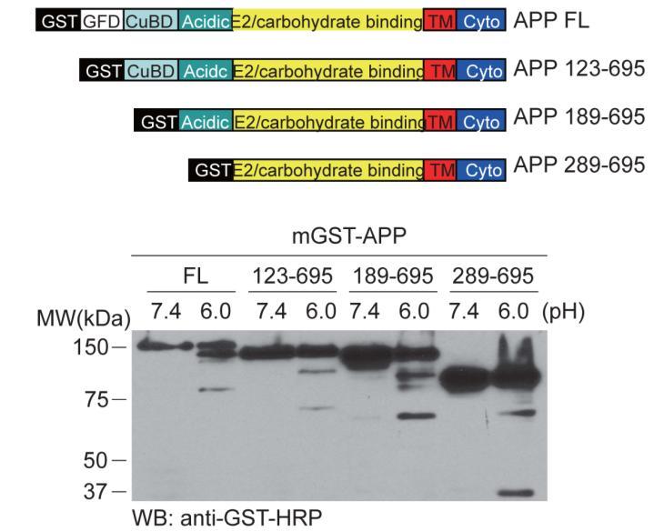 Supplementary Figure 1. APP cleavage assay.