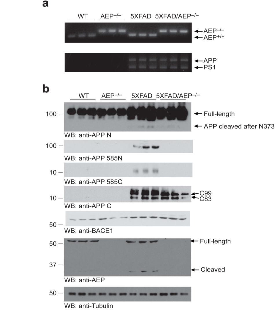 Supplementary Figure 9. Characterization of 5XFAD/AEP -/- mice. (a) Genotyping of wild-type, AEP -/-, 5XFAD and 5XFAD/AEP -/- mice. (b) Validation of the protein expression and processing of APP.