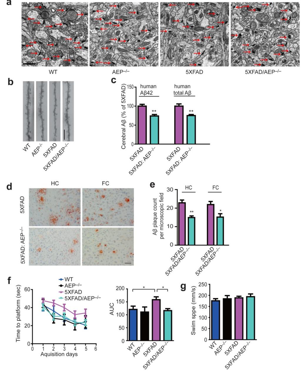 Supplementary Figure 10. AEP gene deficiency protects 5XFAD mice from synaptic loss and special memory deficits. (a) Representative electron microscopy images of the synapse.