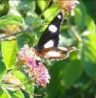 13 butterfly species were detected on site during the