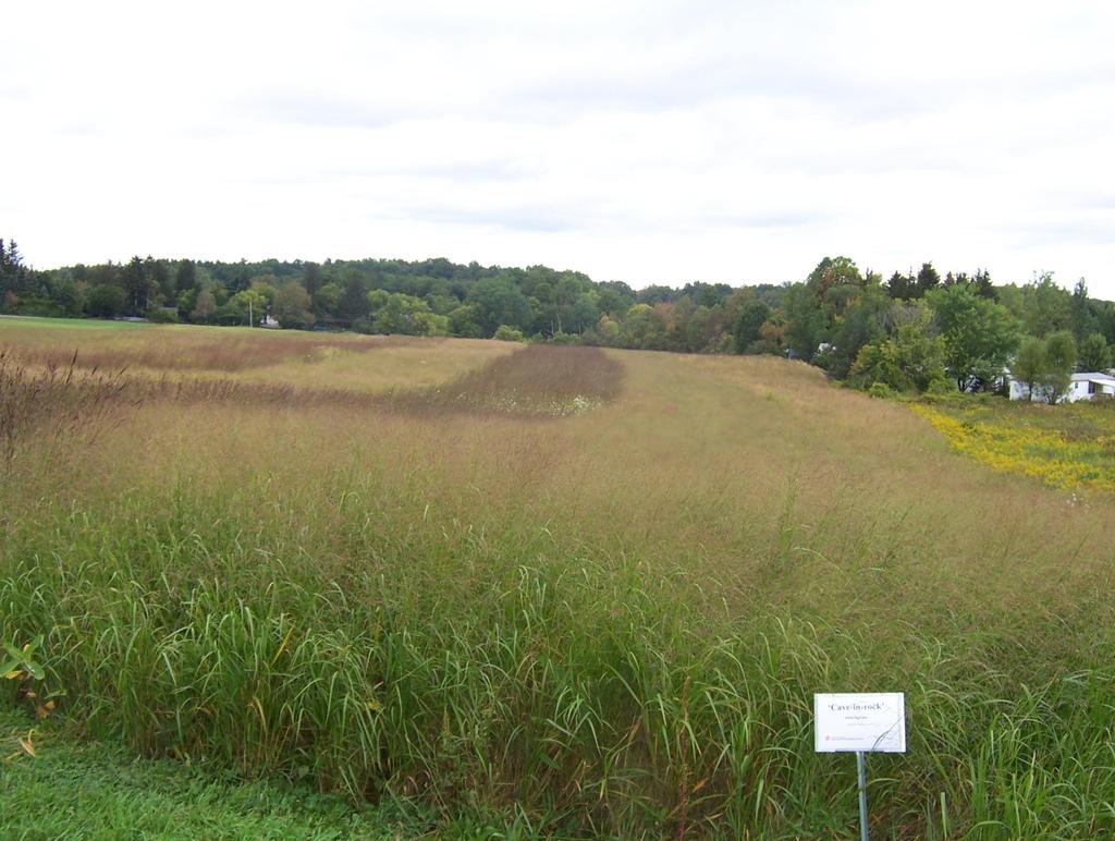 Warm-season Perennial Grass Field Trials