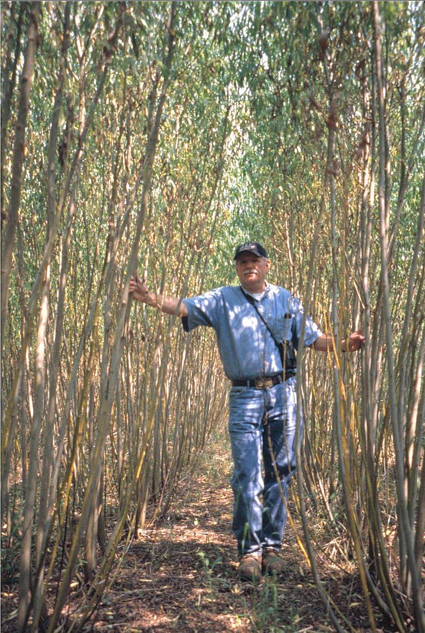 Willow Biomass Crops